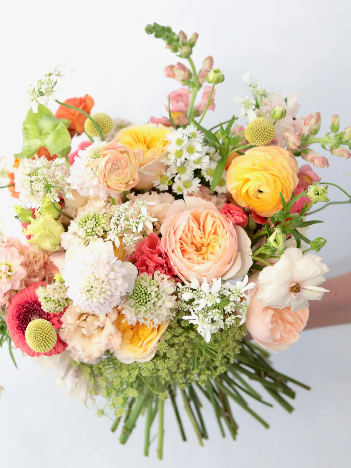 Wide seasonal bouquet of peach garden roses, yellow ranunculus, snapdragon and Queen Anne's lace held against white